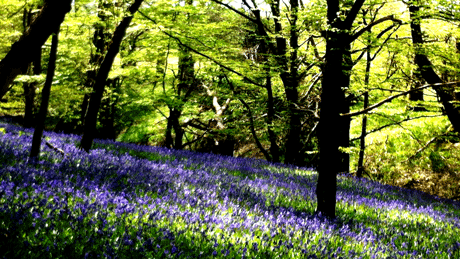 Bluebell-walk-natures-garden-east-sussex